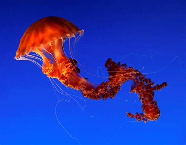 Unveiling The Enchanting Beauty Of 15 Most Beautiful Jellyfish Species