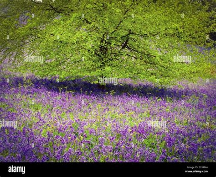 Brittney Griner Wife Cherelle Griner Relationship, Marriage,