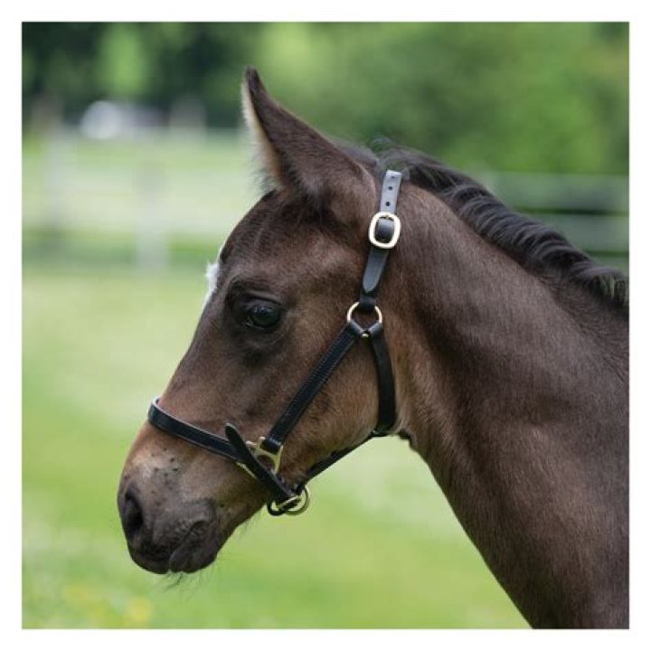 Shogun Release Date : Recap, Cast, Review, Spoilers, Streaming, Schedule & Where To Watch? - SarkariResult