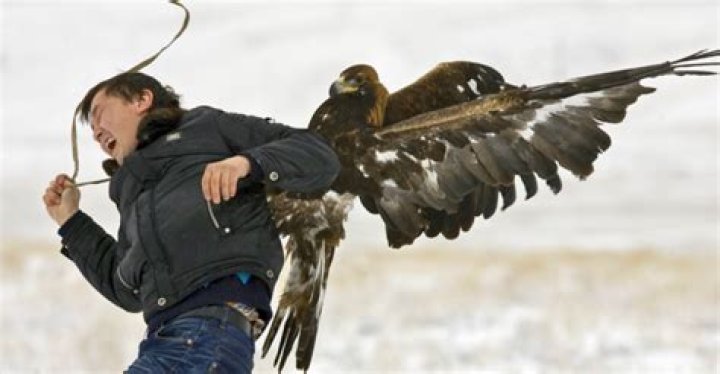 Deadly Predators: Animals That Stalk And Hunt Humans