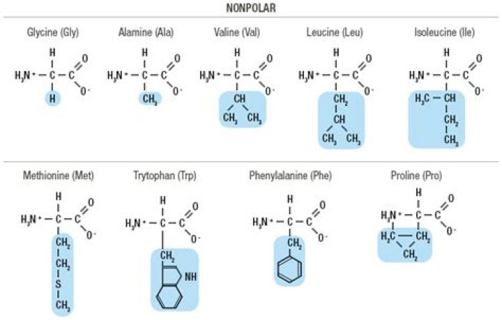 The Essential Guide To Amino Acids: Polarity Unveiled