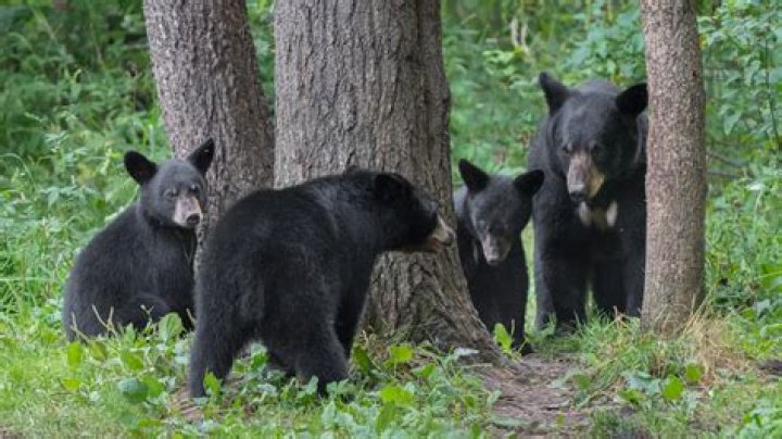 Decoding Bear Attacks In Pennsylvania