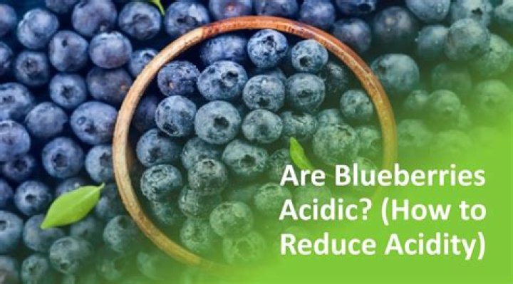 Blueberries For Heartburn: Sweet Relief For Acid Reflux?