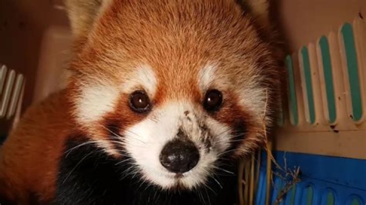 The Truth About Owning A Red Panda: Can You Legally Purchase One?