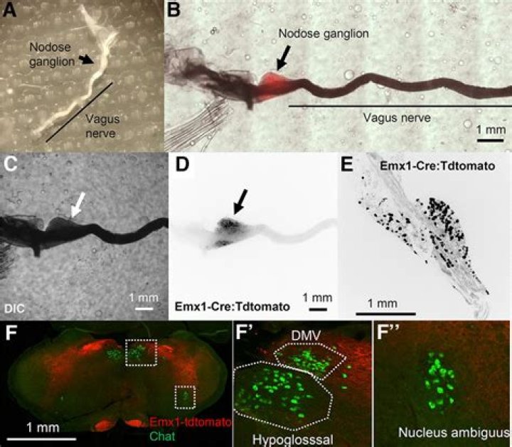 Discoveries For Pop Culture Dominance
