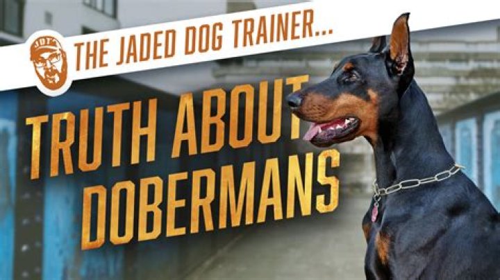 The Intriguing Tale Of Chad: A Loyal And Brave Doberman Dog