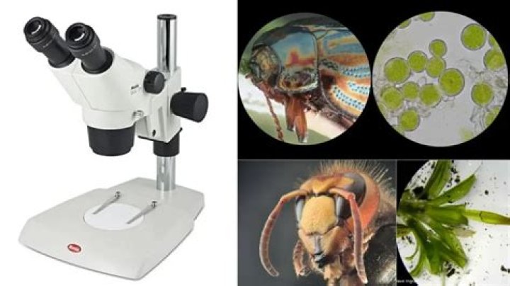 Revolutionary Dissecting Microscopes: Unveiling The Microcosm
