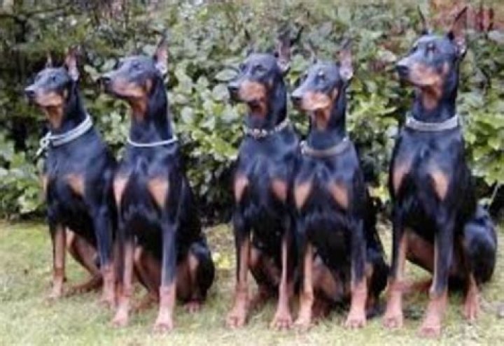 The Notorious Doberman Brothers: A Grisly Tale Of Murder