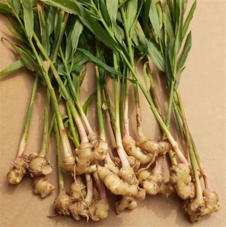 Is Ginger Truly A Root: Uncovering The Botanical Facts