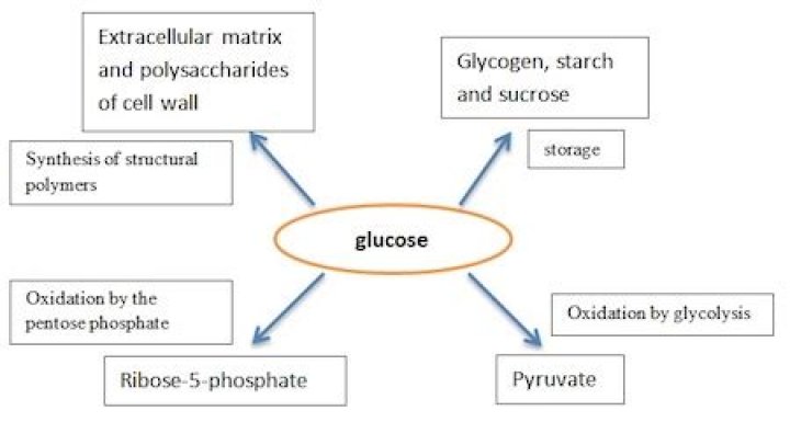 Is Glucose Organic: Breaking Down The Basics Of Biological Molecules