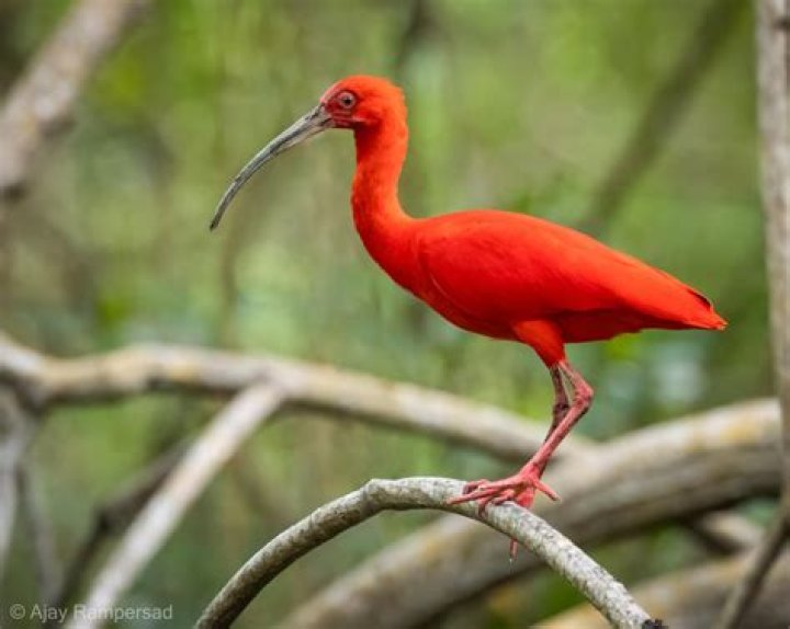 Unveiling The Truth Behind The "Scarlet Ibis"