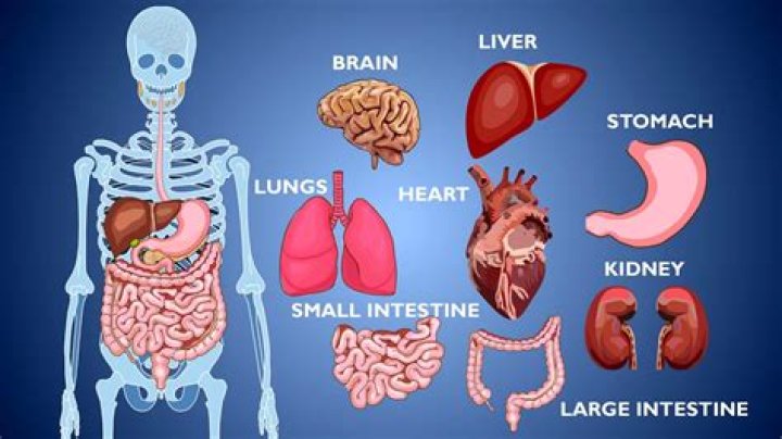 The Liver: Your Body's Largest Internal Organ