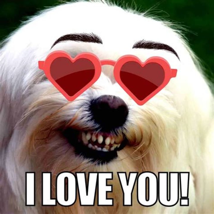 Share The Love: Hilarious "I Love You" Memes To Make Your Day