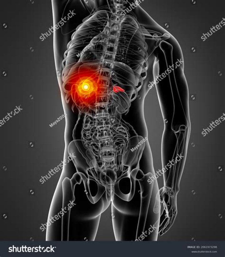 Discover The Anatomy Of Organs Found In The Posterior Region
