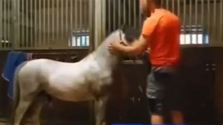 Discoveries And Insights From The "Twitter Orange Shirt Horse Video"