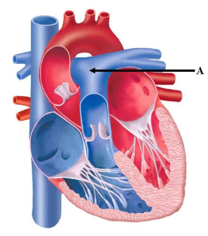 Arteries: Vessels That Carry Life Away From The Heart