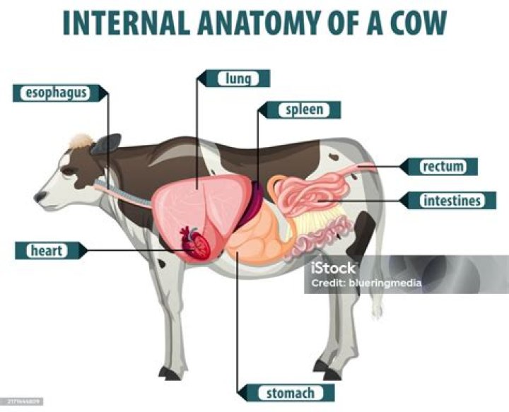 Uncovering The Roots Of Koe Wetzel: A Comprehensive Guide