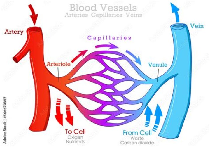 The Essential Guide To The Artery: Understanding The Blood Vessel That Carries Life Away From The Heart