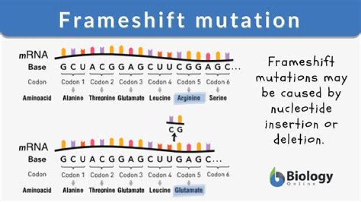 Which type of mutation a frameshift or a point mutation has more effect on the organism Why?